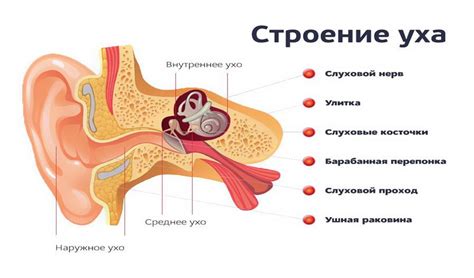 Структура наружного уха человека